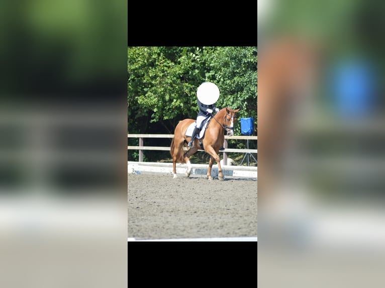 Deutsches Sportpferd Wallach 14 Jahre 163 cm Fuchs in Dollerup