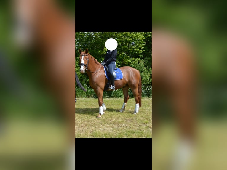 Deutsches Sportpferd Wallach 14 Jahre 163 cm Fuchs in Dollerup
