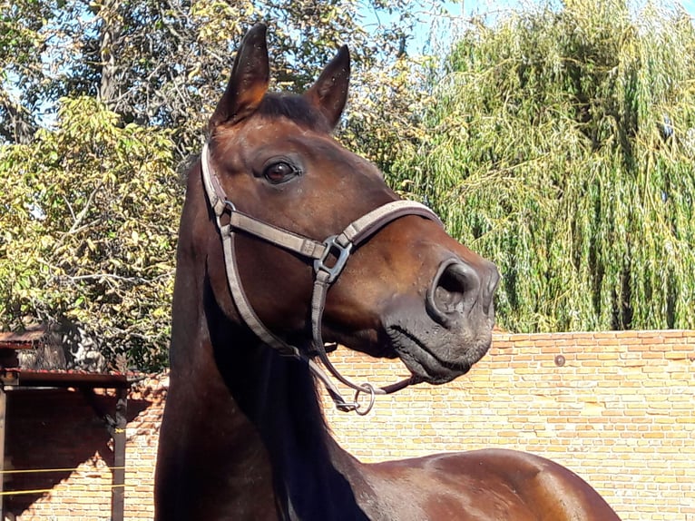Deutsches Sportpferd Wallach 14 Jahre 166 cm Brauner in Erfurt - Mittelhausen