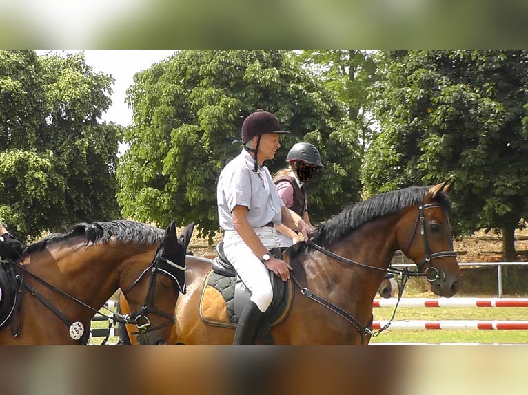 Deutsches Sportpferd Wallach 14 Jahre 166 cm Brauner in Erfurt - Mittelhausen