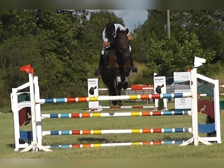 Deutsches Sportpferd Wallach 14 Jahre 166 cm Brauner in Erfurt - Mittelhausen