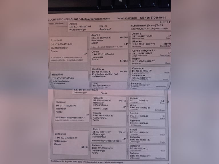 Deutsches Sportpferd Wallach 14 Jahre 166 cm Brauner in Erfurt - Mittelhausen