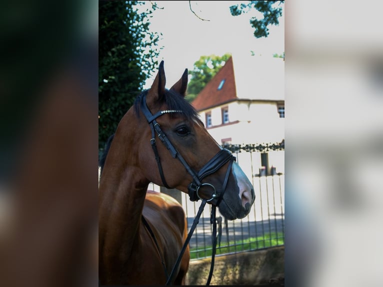 Deutsches Sportpferd Wallach 14 Jahre 166 cm Brauner in N&#xF6;rten-Hardenberg