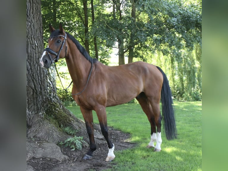 Deutsches Sportpferd Wallach 14 Jahre 166 cm Brauner in N&#xF6;rten-Hardenberg