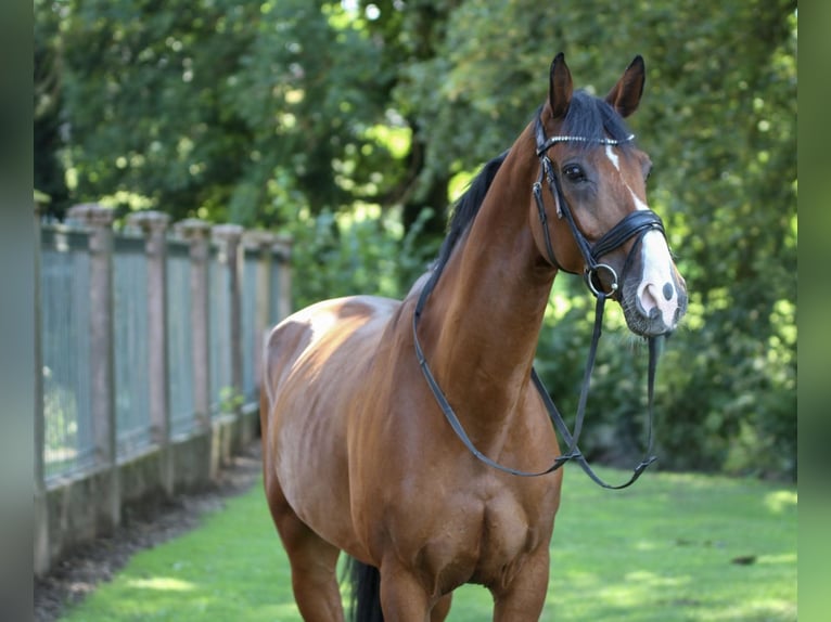 Deutsches Sportpferd Wallach 14 Jahre 166 cm Brauner in N&#xF6;rten-Hardenberg