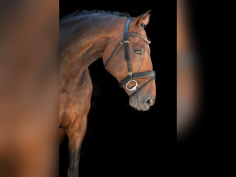 Deutsches Sportpferd Wallach 14 Jahre 168 cm Brauner in Ruppertshofen