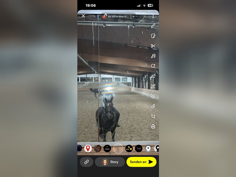 Deutsches Sportpferd Wallach 14 Jahre 170 cm Brauner in Heidesheim am Rhein