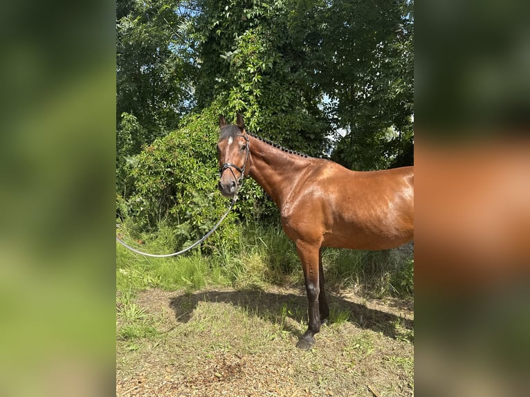 Deutsches Sportpferd Wallach 14 Jahre 170 cm Brauner in Löbnitz