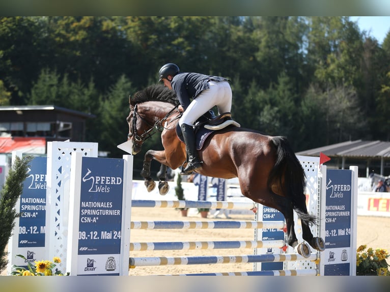 Deutsches Sportpferd Wallach 14 Jahre 170 cm Brauner in Löbnitz