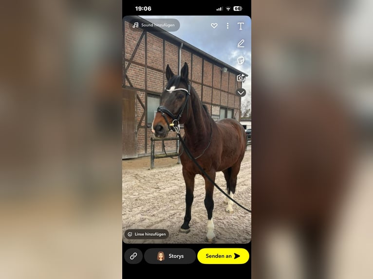 Deutsches Sportpferd Wallach 14 Jahre 170 cm Brauner in Heidesheim am Rhein