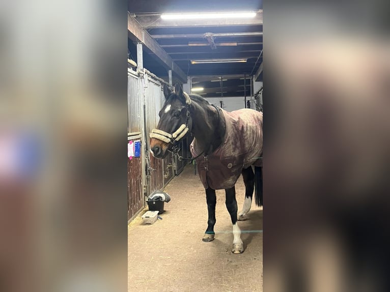 Deutsches Sportpferd Wallach 14 Jahre 170 cm Brauner in Heidesheim am Rhein