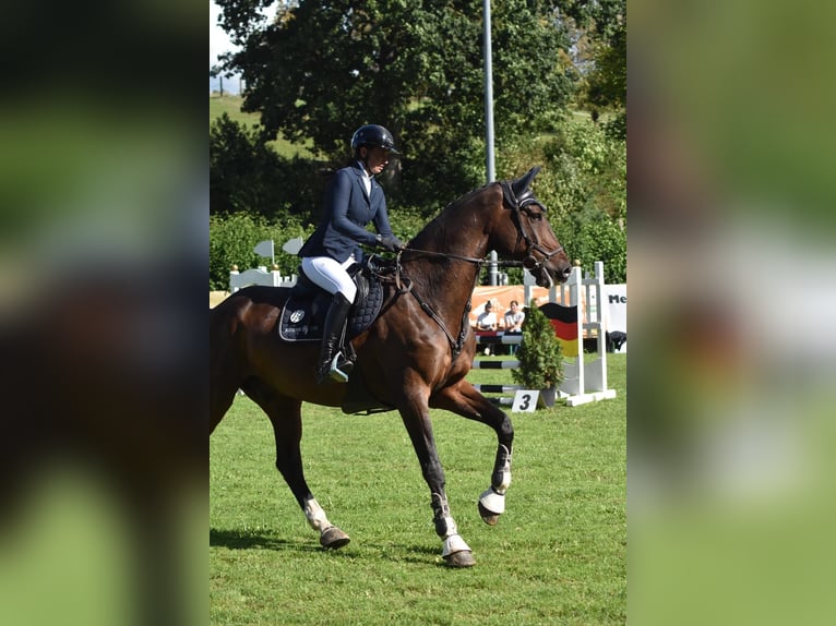 Deutsches Sportpferd Wallach 14 Jahre 170 cm Brauner in Dinkelsb&#xFC;hl