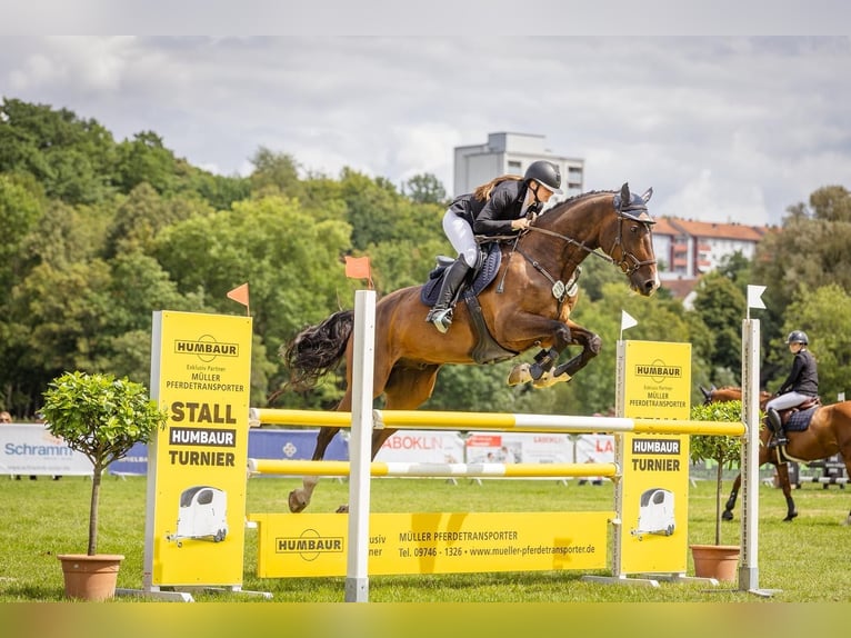 Deutsches Sportpferd Wallach 14 Jahre 170 cm Brauner in Dinkelsb&#xFC;hl
