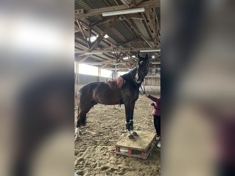 Deutsches Sportpferd Wallach 14 Jahre 170 cm Brauner in Dinkelsb&#xFC;hl