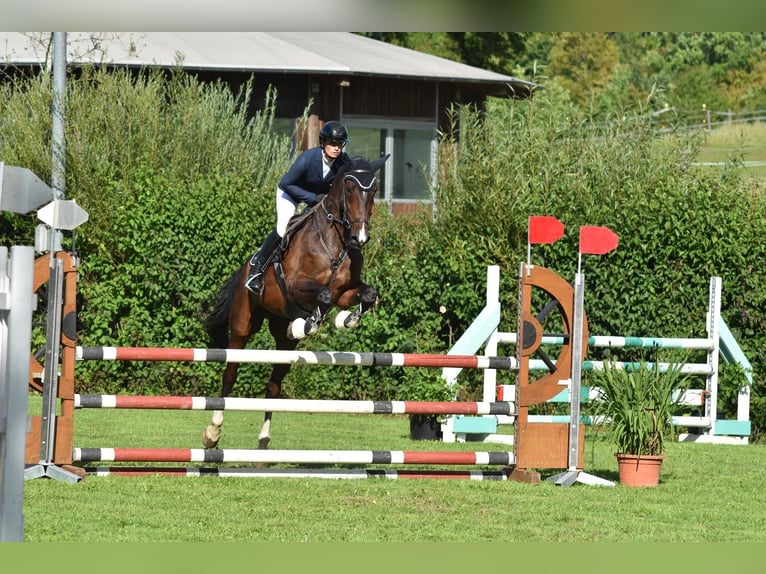 Deutsches Sportpferd Wallach 14 Jahre 170 cm Brauner in Dinkelsb&#xFC;hl