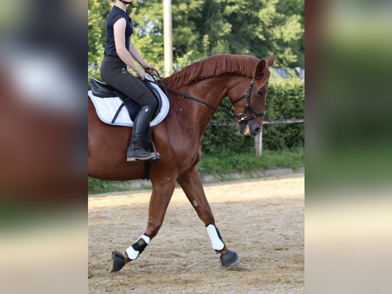 Deutsches Sportpferd Wallach 14 Jahre 170 cm Fuchs in Karenz