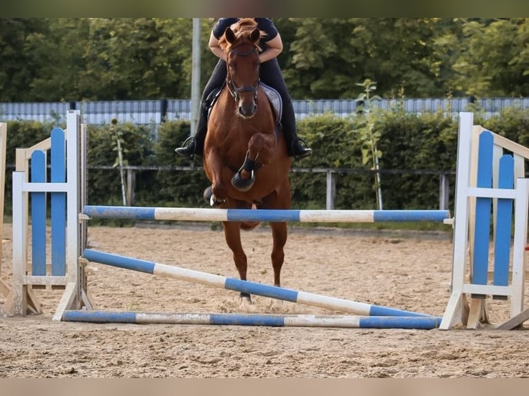 Deutsches Sportpferd Wallach 14 Jahre 170 cm Fuchs in Karenz