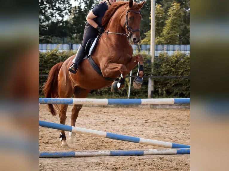 Deutsches Sportpferd Wallach 14 Jahre 170 cm Fuchs in Karenz