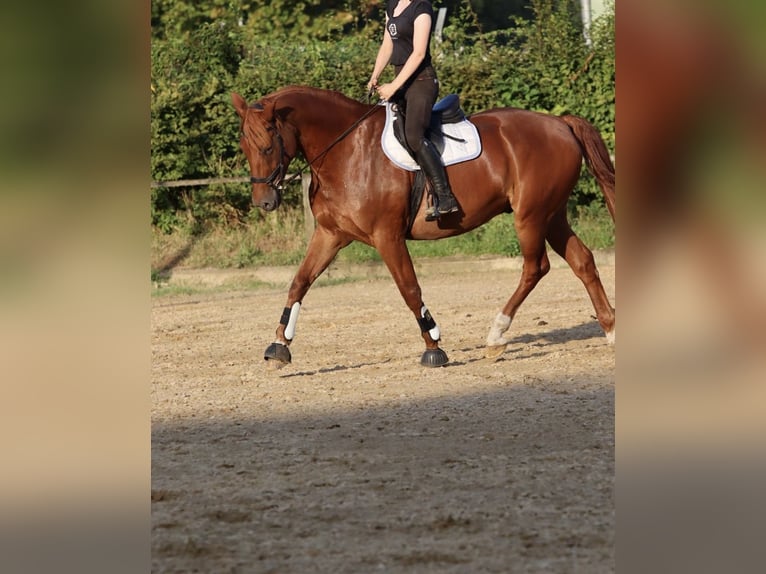 Deutsches Sportpferd Wallach 14 Jahre 170 cm Fuchs in Karenz