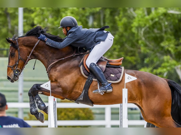 Deutsches Sportpferd Wallach 14 Jahre 170 cm Rotbrauner in Madrid Deutsches Sportpferd Wallach 14 Jahre 170 cm Rotbrauner in Madrid