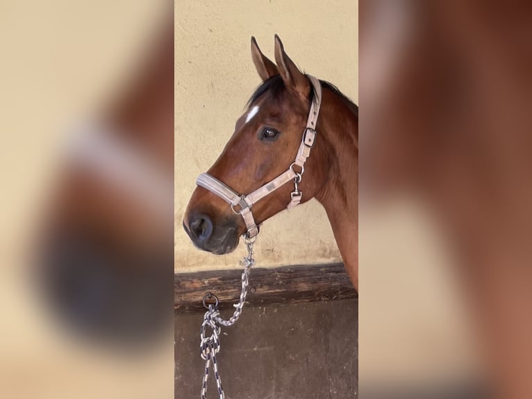 Deutsches Sportpferd Wallach 14 Jahre 172 cm Brauner in Kirchehrenbach