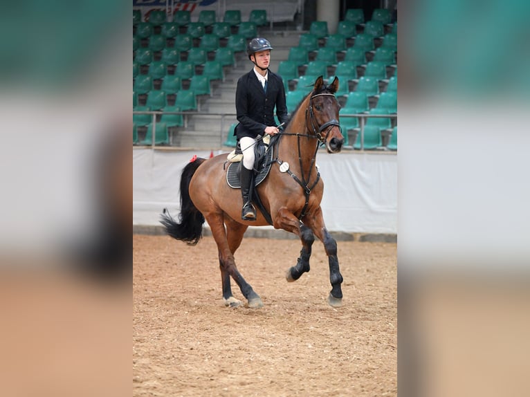 Deutsches Sportpferd Wallach 14 Jahre 173 cm Brauner in Lunzenau