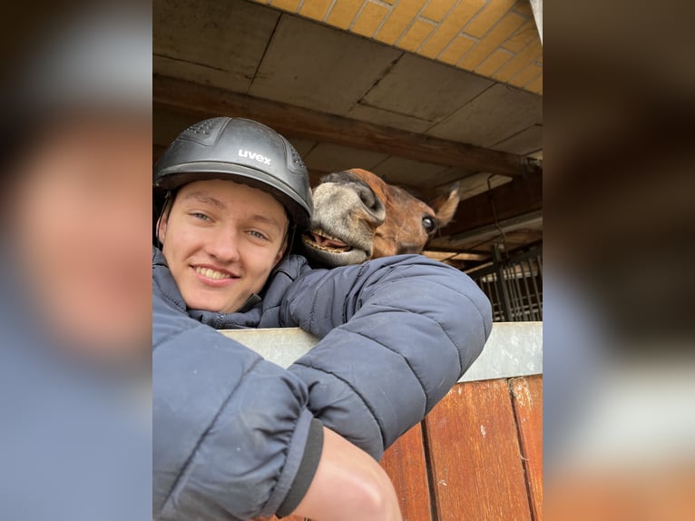 Deutsches Sportpferd Wallach 14 Jahre 173 cm Brauner in Lunzenau