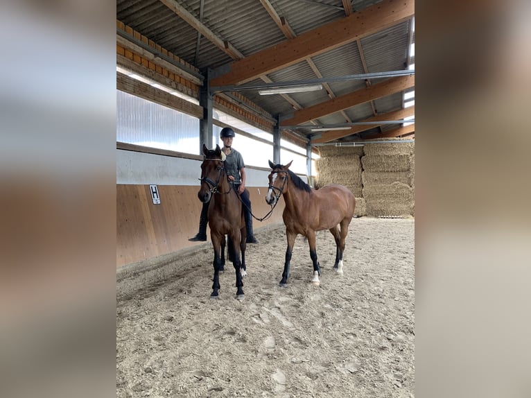 Deutsches Sportpferd Wallach 14 Jahre 173 cm Brauner in Lunzenau
