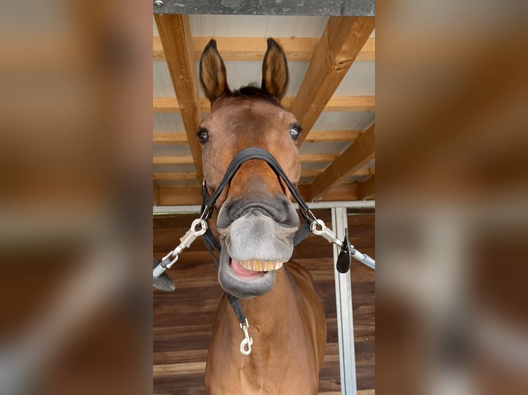 Deutsches Sportpferd Wallach 14 Jahre 173 cm Brauner in Lunzenau