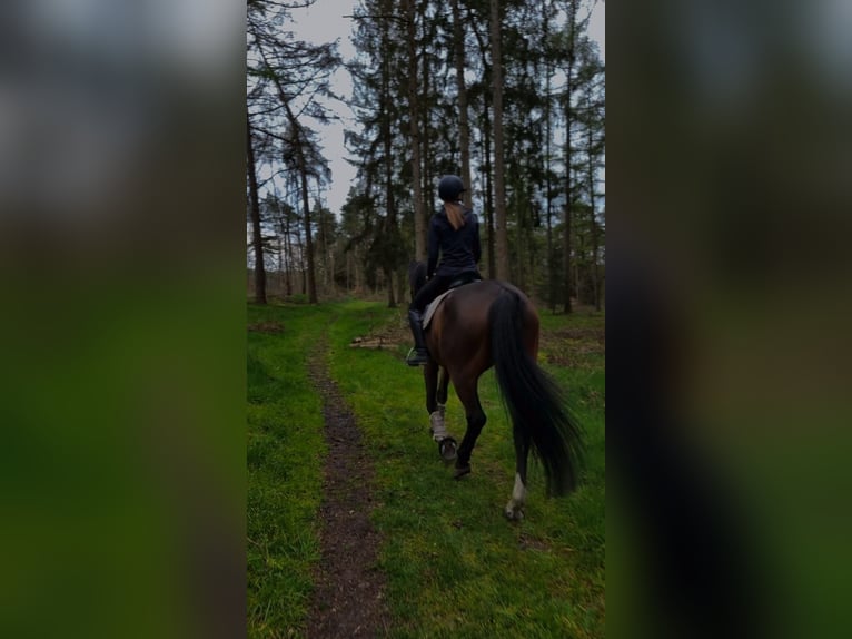 Deutsches Sportpferd Wallach 14 Jahre 173 cm in Wildeshausen