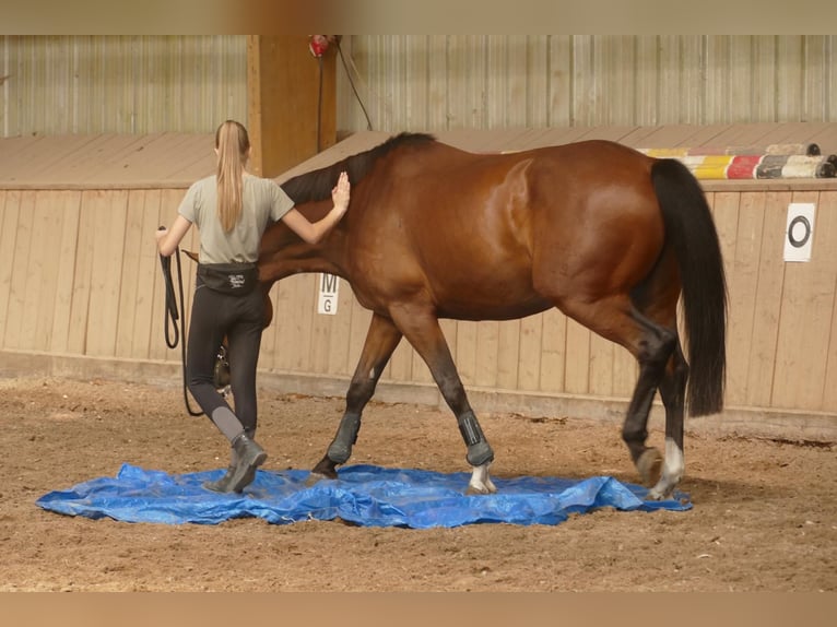 Deutsches Sportpferd Wallach 14 Jahre 173 cm in Wildeshausen