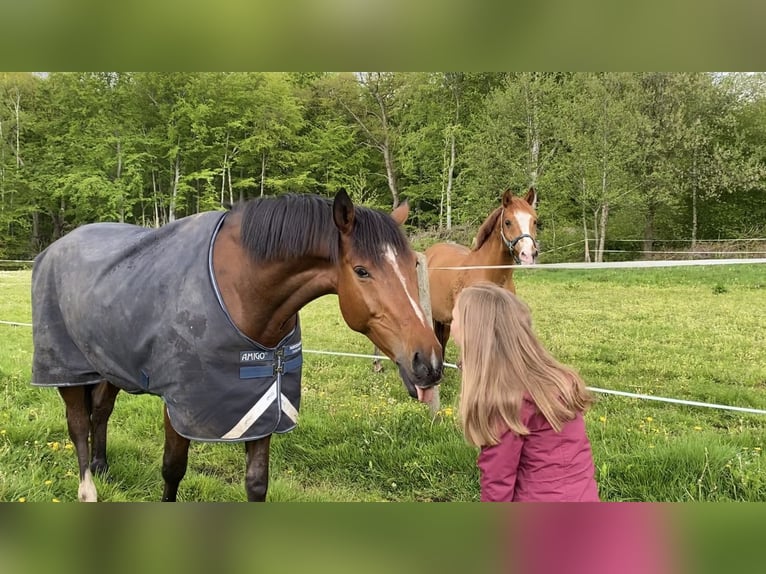 Deutsches Sportpferd Wallach 14 Jahre 173 cm in Wildeshausen