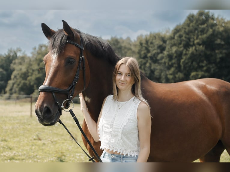 Deutsches Sportpferd Wallach 14 Jahre 173 cm in Wildeshausen