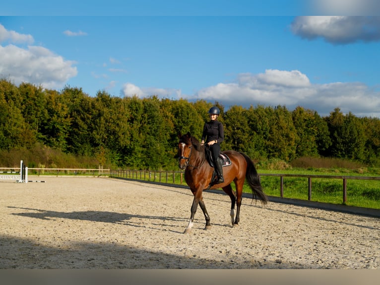 Deutsches Sportpferd Wallach 14 Jahre 173 cm in Wildeshausen