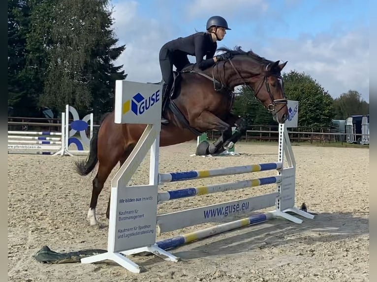 Deutsches Sportpferd Wallach 14 Jahre 173 cm in Wildeshausen