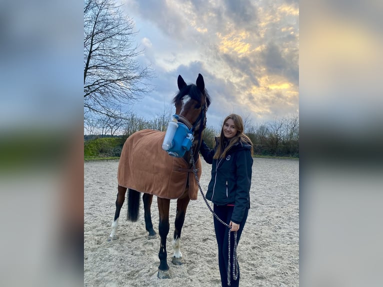 Deutsches Sportpferd Wallach 14 Jahre 173 cm in Wildeshausen