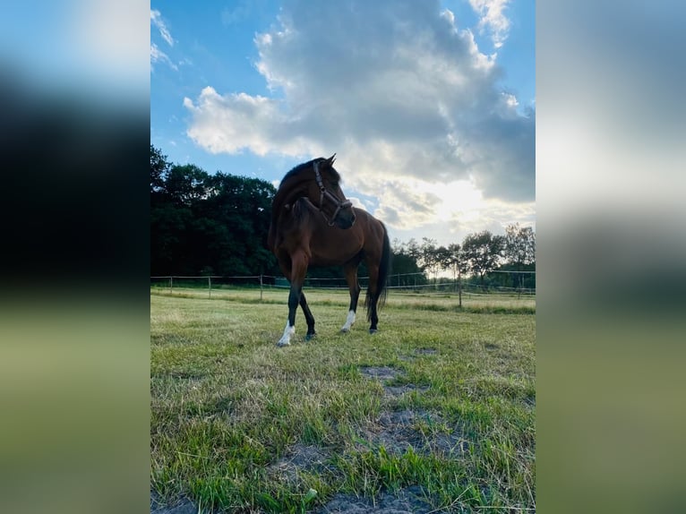 Deutsches Sportpferd Wallach 14 Jahre 173 cm in Wildeshausen