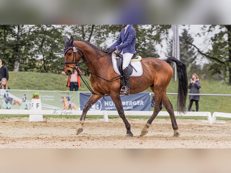 Deutsches Sportpferd Wallach 14 Jahre 174 cm Brauner in Pirna