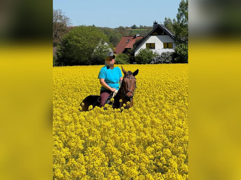 Deutsches Sportpferd Wallach 14 Jahre 175 cm Brauner in Herford