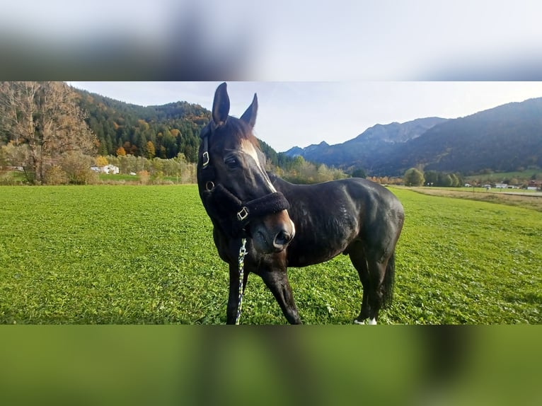 Deutsches Sportpferd Wallach 14 Jahre 175 cm Rappe in Altenmünster