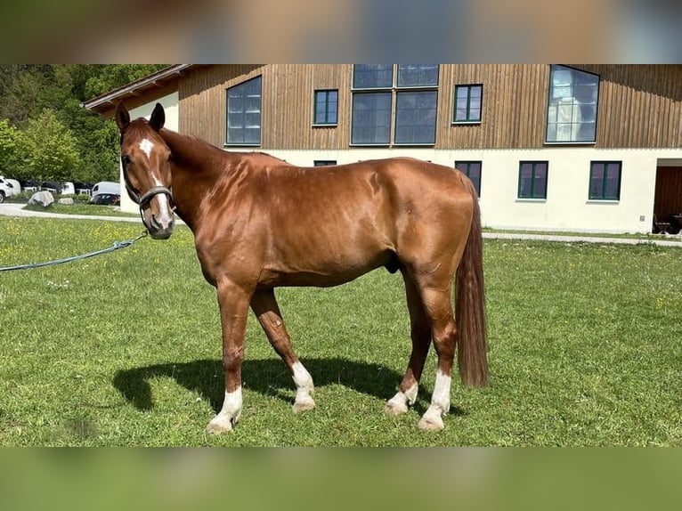 Deutsches Sportpferd Wallach 14 Jahre 180 cm Fuchs in Icking