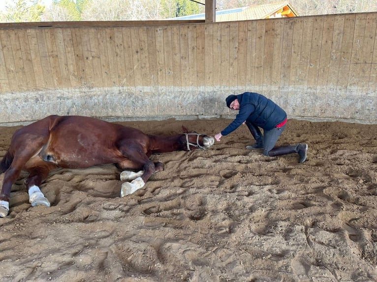 Deutsches Sportpferd Wallach 14 Jahre 180 cm Fuchs in Icking