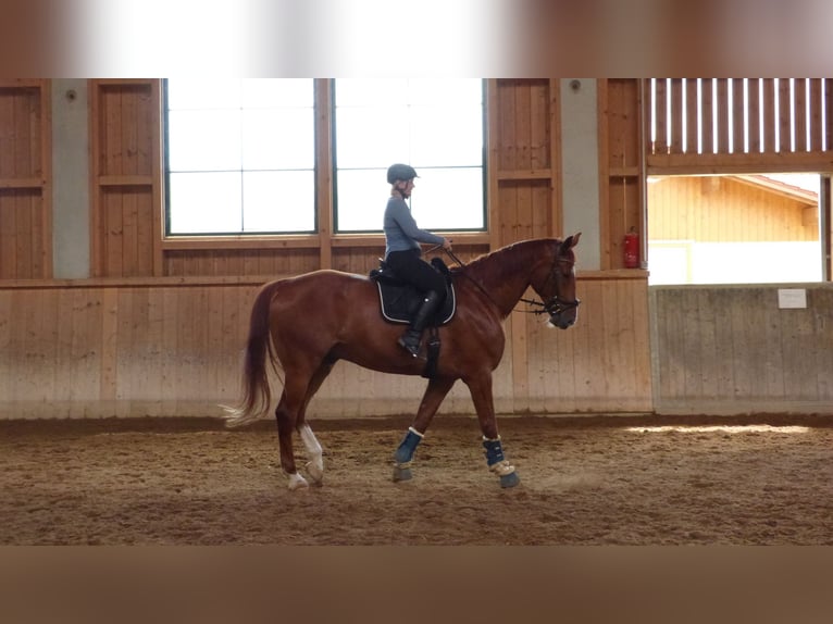 Deutsches Sportpferd Wallach 14 Jahre 180 cm Fuchs in Icking