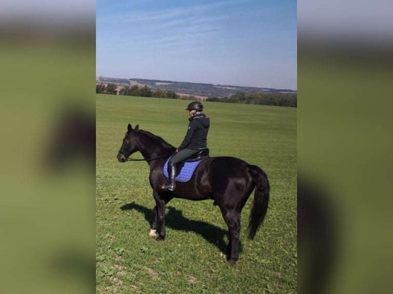 Deutsches Sportpferd Mix Wallach 14 Jahre 180 cm Rappe in Helbra