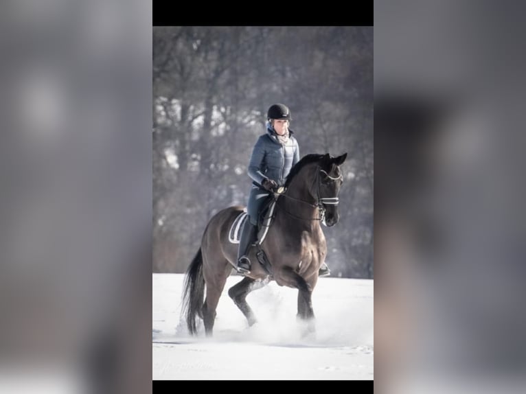 Deutsches Sportpferd Wallach 14 Jahre 180 cm Schwarzbrauner in Bielefeld