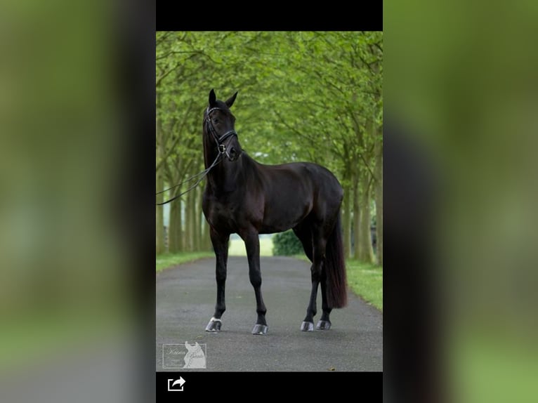 Deutsches Sportpferd Wallach 14 Jahre 180 cm Schwarzbrauner in Bielefeld