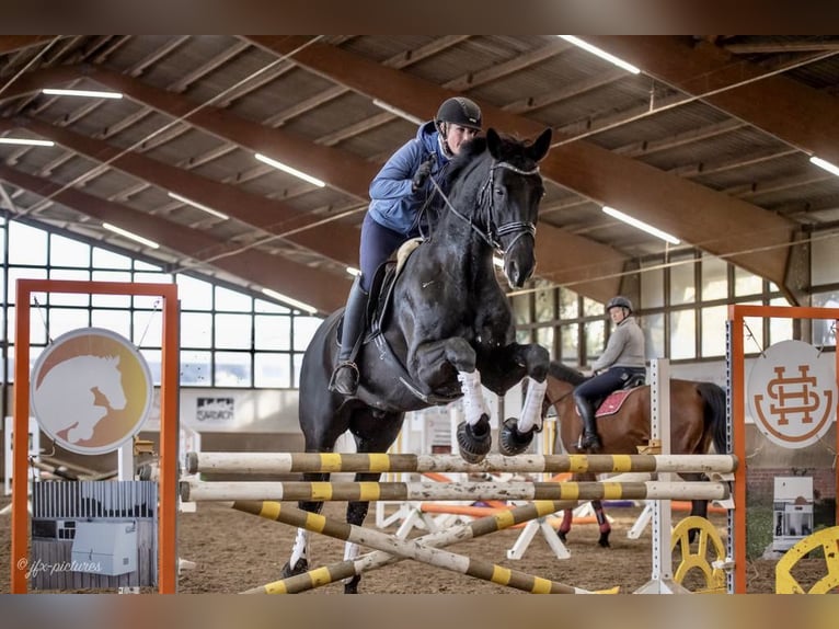 Deutsches Sportpferd Wallach 14 Jahre 180 cm Schwarzbrauner in Bielefeld