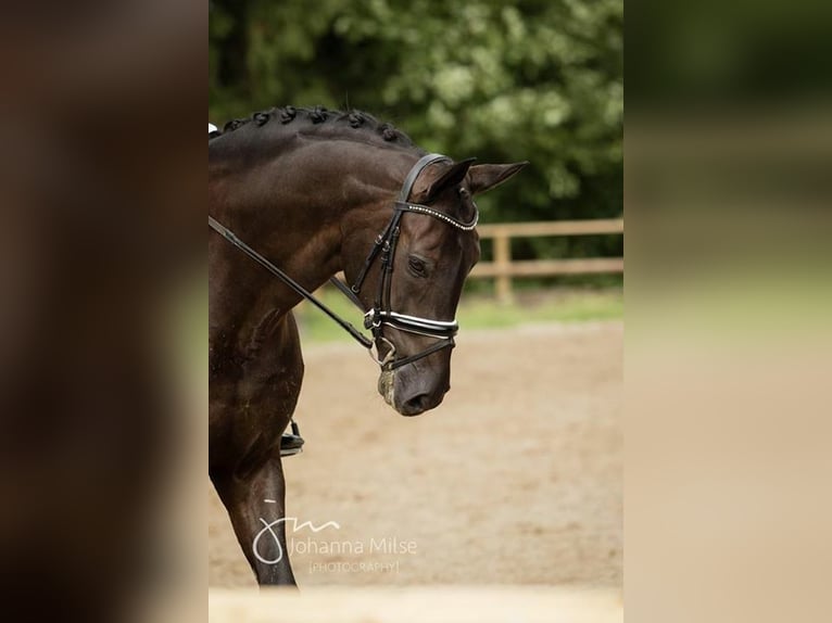 Deutsches Sportpferd Wallach 14 Jahre 180 cm Schwarzbrauner in Bielefeld