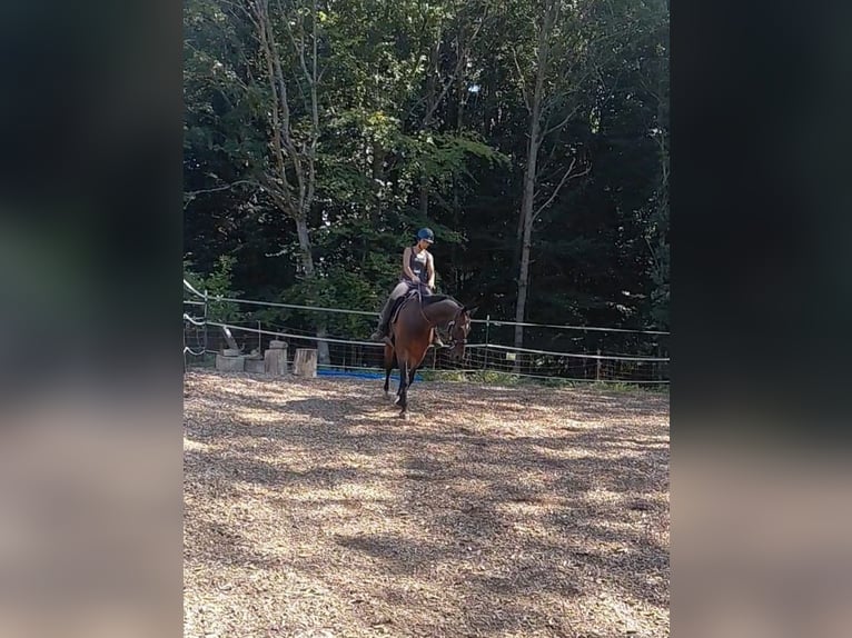Deutsches Sportpferd Wallach 15 Jahre 163 cm Brauner in Creußen