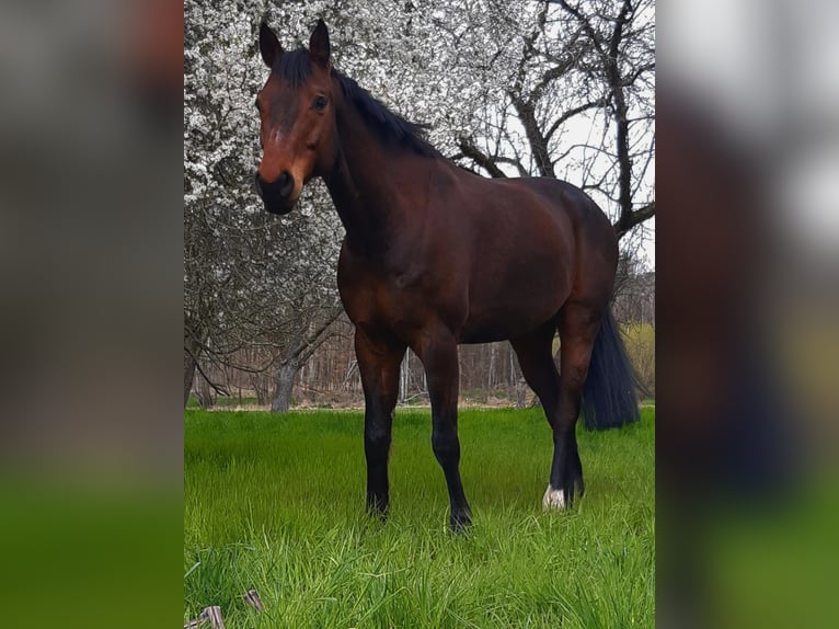 Deutsches Sportpferd Wallach 15 Jahre 163 cm Brauner in Delitzsch